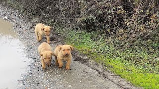 Puppies came running to welcome us when they heard us coming.