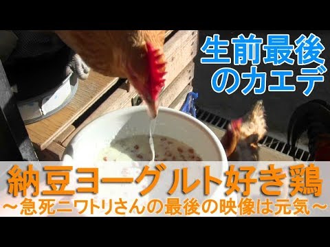 納豆ヨーグルト好き鶏～2時間後に急死するニワトリさんの最後の映像～