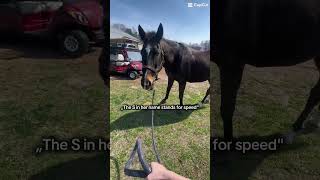 Ikr #Stripe #horse #canter #grass #field