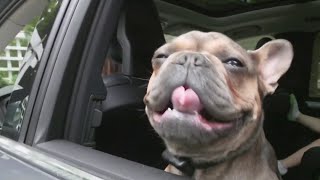 How to easily road trip with your dog