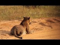 Wilpattu safari with Leopard and Bear spotting