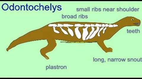 PL2: FOSSIL TURTLE GROUPS