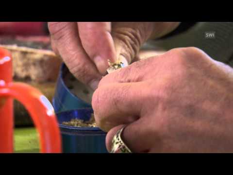 القدرات الخفية للقنب