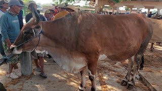 HARGA SAPI BUNTING DAN INDUKAN SUPERAN PRODUKTIF PASAR PON BLORA JAWA TENGAH 