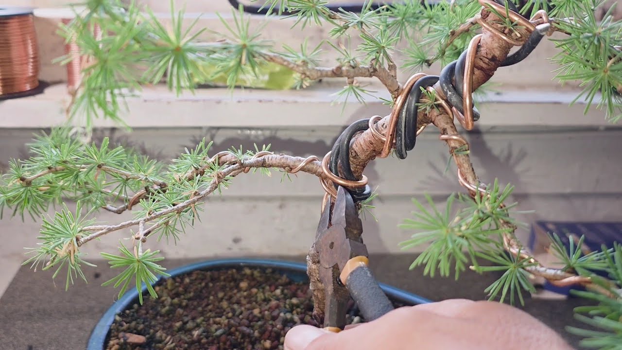 Larch Bonsai Tree Wire Removal After 4th Month