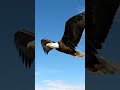 A eagle that flying on sky  very high oh 😲😲