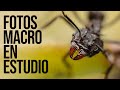 FOTOGRAFIA MACRO DE INSECTOS 🐜 en estudio, tips, accesorios, iluminación y cómo fotografiarlos.