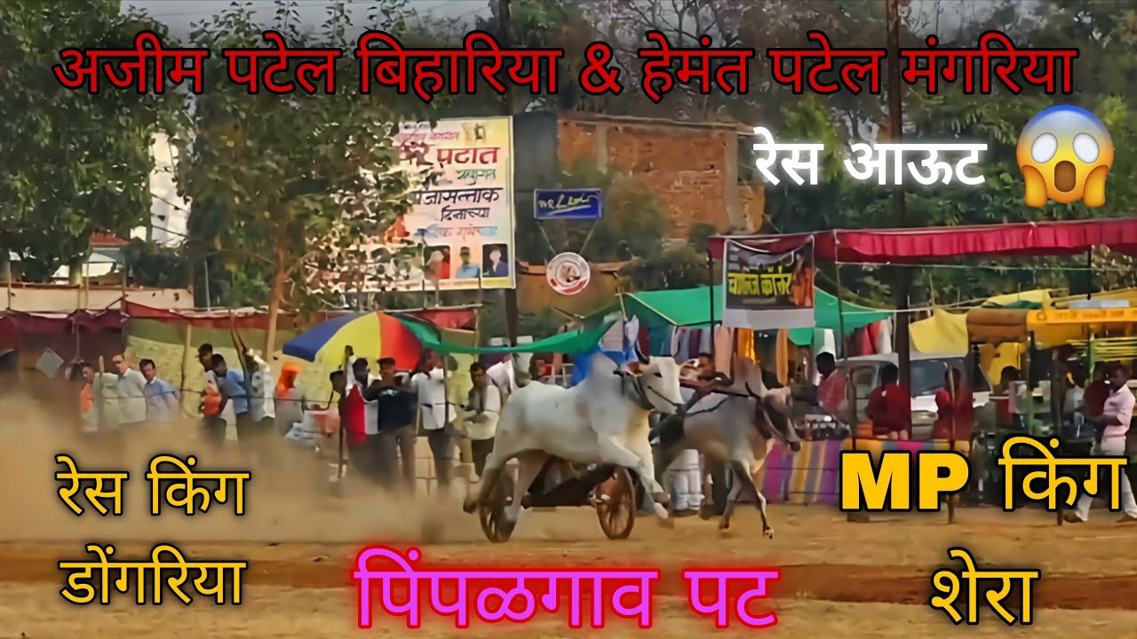 डोंगरिया & शेरा || race out || पिंपळगाव पट.....