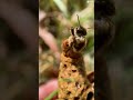 Why Do Beekeepers Crush Baby Queen Bees! 🐝 😳 #shortsvideo