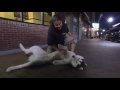 2-Year Old Husky, Ice! Epic Distractions | Off Leash Husky Dog Training 2-Year Old Husky, Ice! Epic Distractions | Off Leash Husky Dog Training