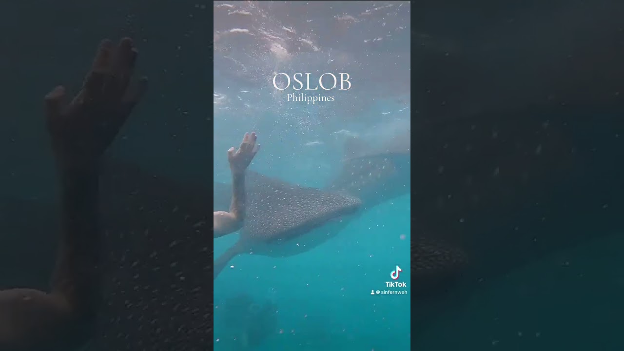 Whale Sharks in the Philippines!