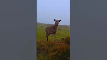 Https Vt Tiktok Com ZSS5Kg9Lo Terracegarden Vegetables Nature 