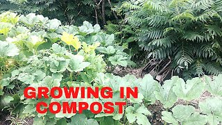 Growing in your compost pile for big squashes and pumpkins
