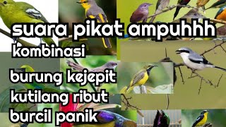 suara pikat burcil paling ampuh kombinasi tilang kejepit dan tilang ribut #pikatburung