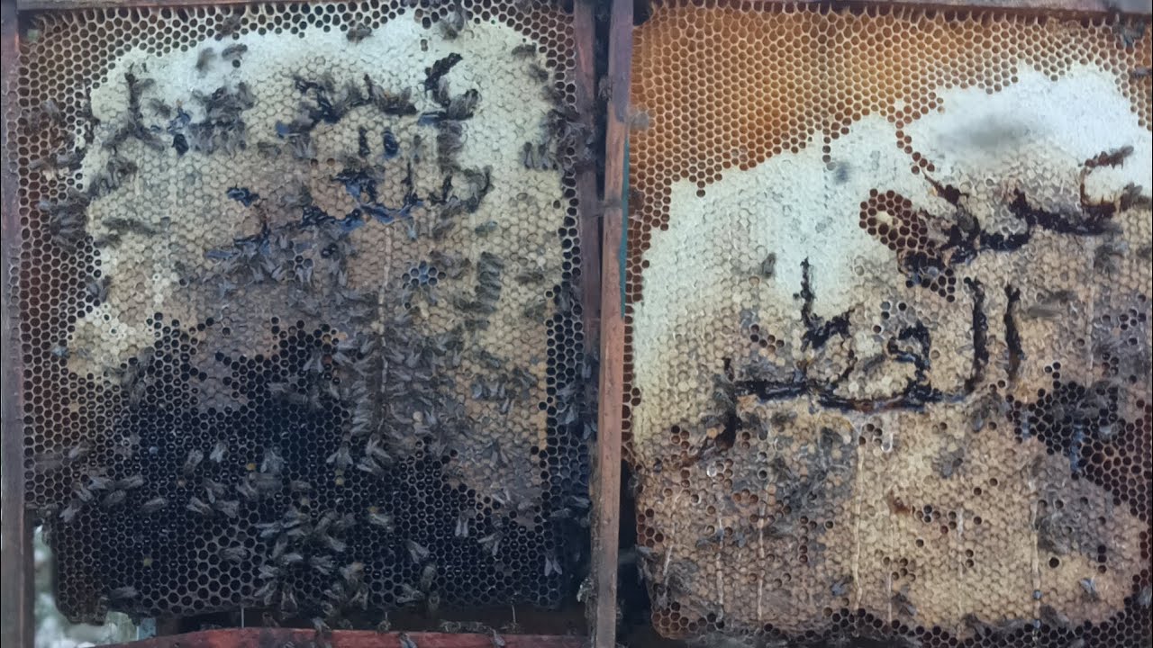 كيف نخضر الخلايا لانتاج العسل