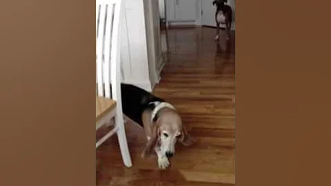 Hungry Dogs