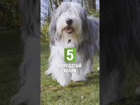 5 фактов о породе – Бородатый колли. #shorts #бородатыйколли #собаки