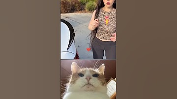 give this video a title (wrong answers only). #cat #memes #funny #trending