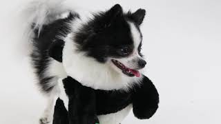 How to Put on Your Pandaloon Costume: Pandaloon Costume Instructions by Huxley the Panda Puppy & Eugenia 8,110 views 4 years ago 1 minute, 32 seconds