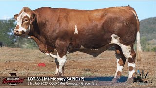 Lot 36 - Mt Mooney Sapio P