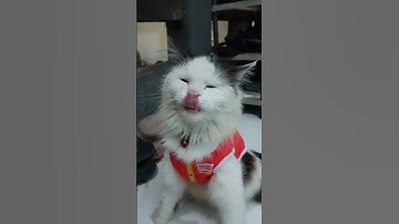 Makan #viralvideo #pets #cute #shortvideo #video #viral #shorts #animals #funny #fyp #trending #cat
