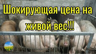 По какой цене можно продать свиней? А есть ли заработок?!