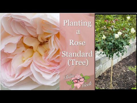 वीडियो: एक पेड़ गुलाब क्या है (गुलाब मानक)