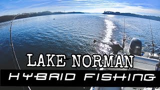 12262019 Lake Norman Winter Hybrids Fishing