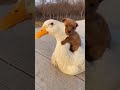 Дружба гуся и щенка