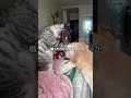 犬と猫の決定的な違い #雑学 #都市伝説 #動物