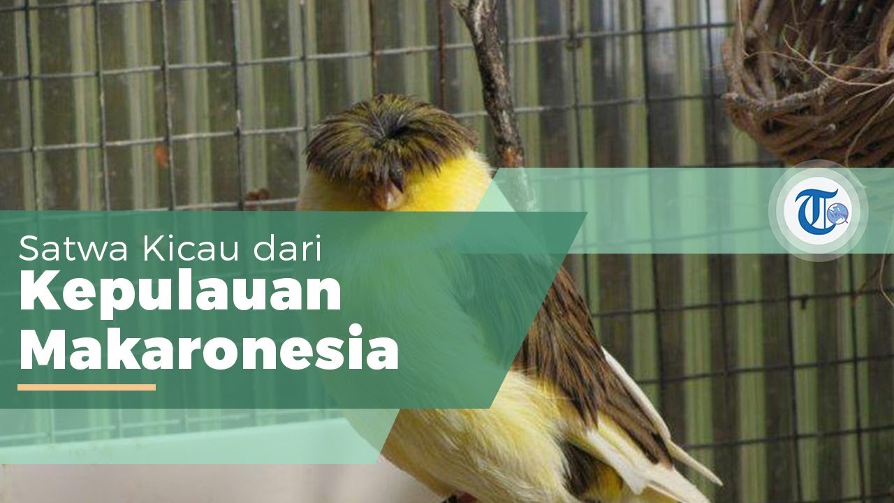 Burung Kenari Atau Serinus Canaria Burung Yang Memiliki Habitat
