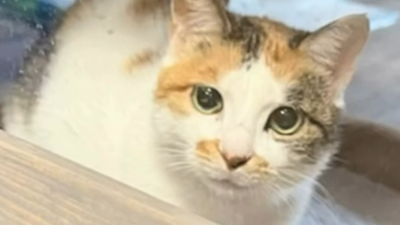 貨物船に乗り込んでしまった子猫は中国からアメリカへ…！国境を越えた