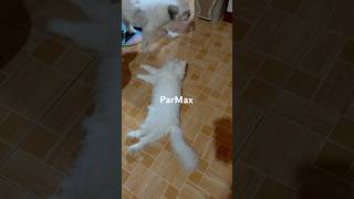 caption this #max #parker #petshorts #cutepets #throwback #persiancat #pets #furbaby