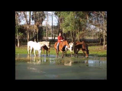 florida camping Under The Oaks 5191 E HWY 316, Citra, FL 32113