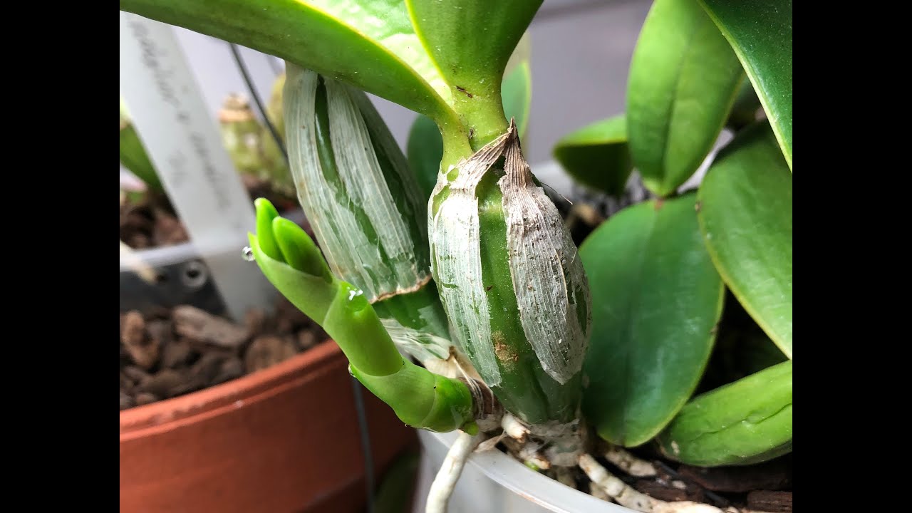 Spiking Cattleya walkeriana & nobilior