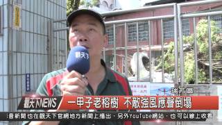 1040812觀天下新聞HD05 瑞芳區一甲子老榕樹 不敵強風應聲倒塌