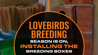 Lovebirds Breeding Season Is On, Installing The Breeding Boxes