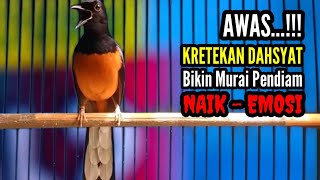 murai batu gacor suara KRETEKAN DAHSYAT cepat untuk pancingan murai batu agar bunyi buka paruh