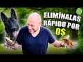 ELIMINAR y EVITAR PULGAS y GARRAPATAS de tu PERRO mascota (Hazlo tu Mismo. Remedio casero)