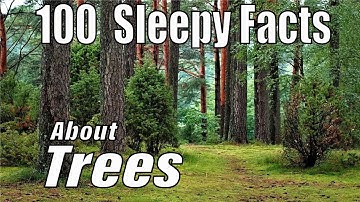 The Most Sleepy Facts About Trees to Fall Asleep To—Dreamy Science