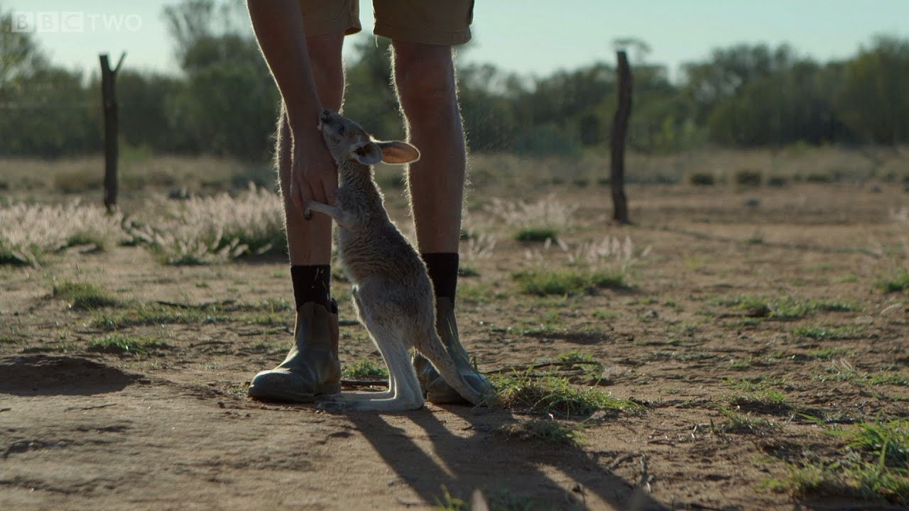 Following the leader - Kangaroo Dundee: Episode 3 Preview - BBC