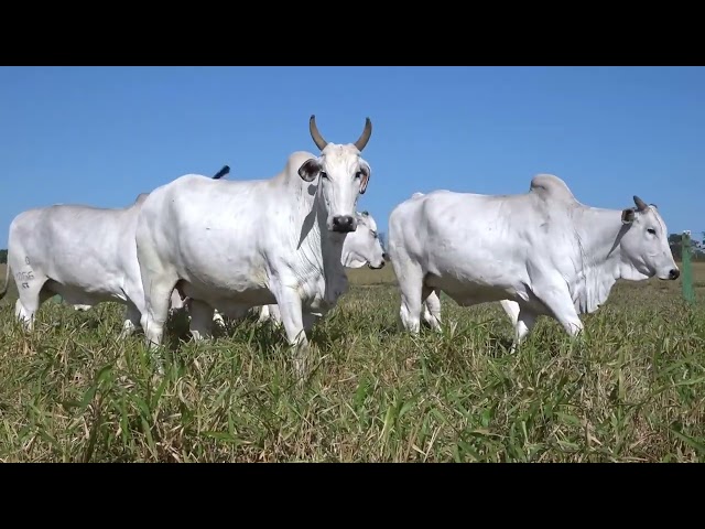 GERAL DOADORAS FAZENDA MODELO