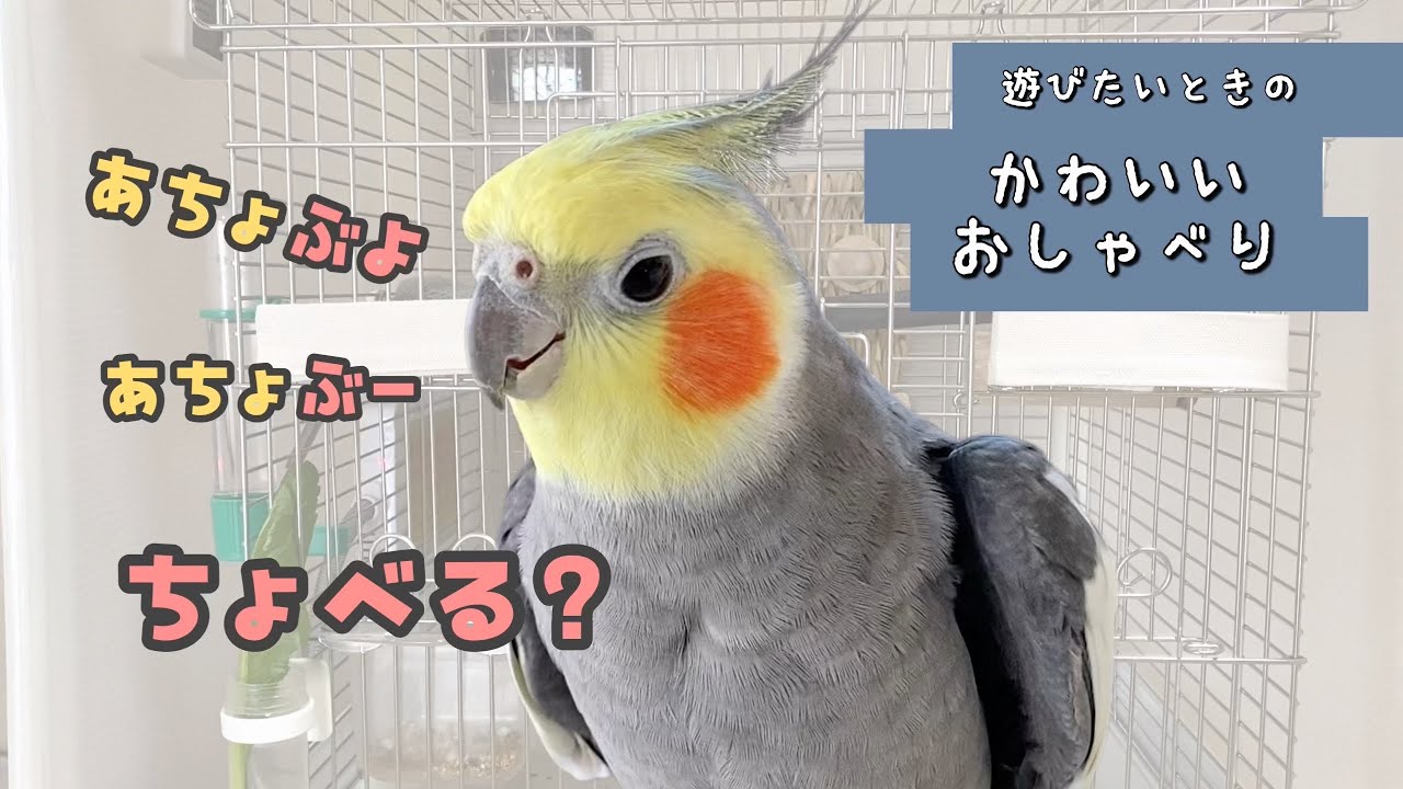 早く遊びたくてカタコトで訴える？！オカメインコこはくさん - YouTube