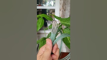 lưỡi câu lươn siêu víp #short