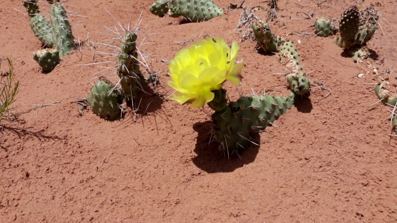 Responsible pooping in the desert - top to bottom - YouTube