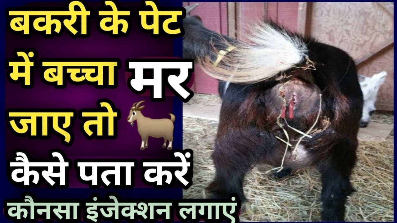 Bakri ke pet mein Bacha mar jaaye to kase pata kare?||konsa injection lagaye?👉