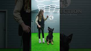 Loyalty, Love, Affection and Unstoppable In Protection. Django the German Shepherd #protectiondogs