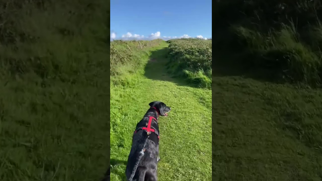 🎄 Day 1: Tip - warm up with a brisk walk/ jog. What’s your favourite way to warm up with your dog?