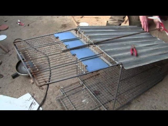 How To Make A Fox Trap From A Shopping Trolley -- And First Live Catch class=