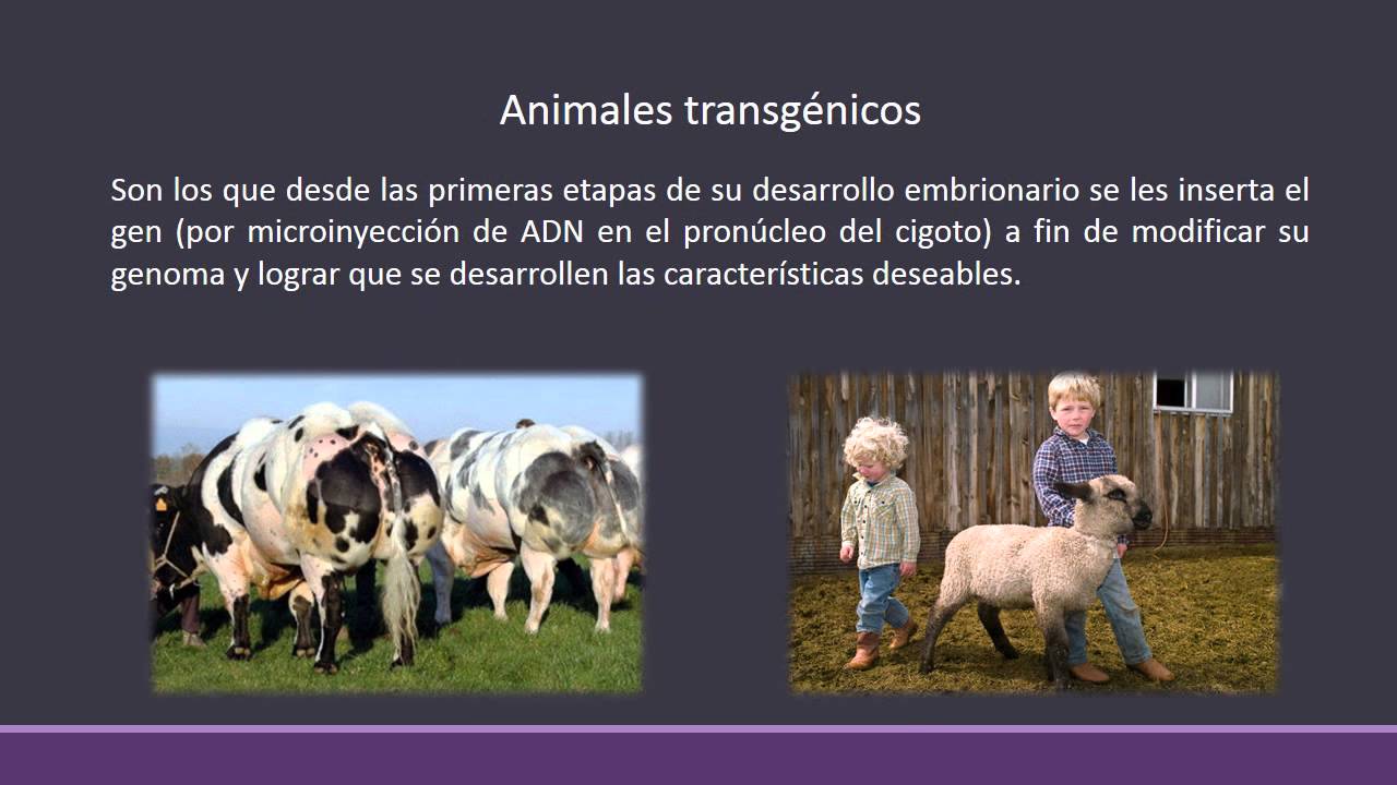 Aplicaciones De La Biotecnología En La Epoca Antigua Y